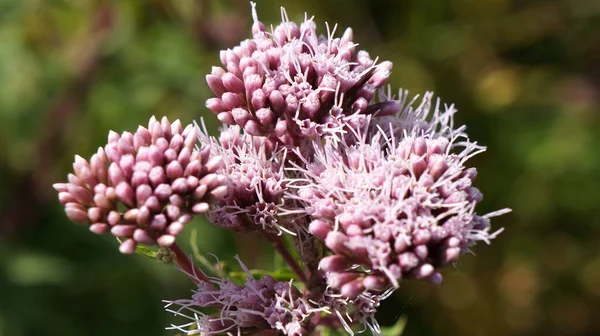 Een Close Van Bloeiende Eupatorium Bloem Geïsoleerd Groene Natuur Achtergrond — Stockfoto