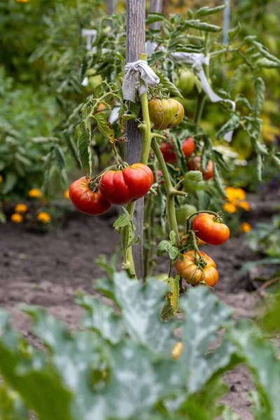 Świeże Naturalne Organiczne Czerwone Zielone Pomidory Krzewie Rosnące Ogrodzie — Zdjęcie stockowe