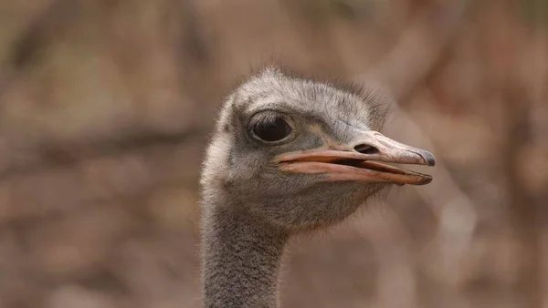 Portraits Different Angles Sympathetic Female Ostrich — Stock Photo, Image