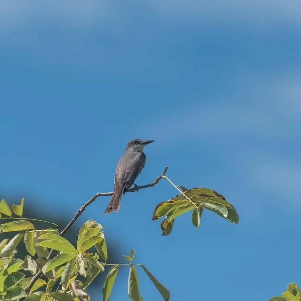 Γκρι Kingbird Πουλί Σκαρφαλωμένο Πάνω Ένα Κλαδί Στη Γουαδελούπη — Φωτογραφία Αρχείου