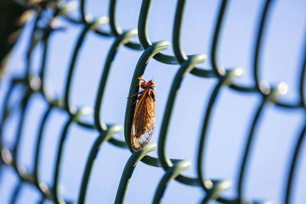 Metalik Bir Çitin Üzerinde Yıllık Periyodik Brood Ağustos Böceği — Stok fotoğraf