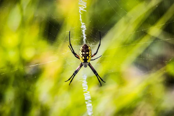 Μια Μαύρη Και Κίτρινη Αράχνη Που Κάθεται Στη Μέση Ενός — Φωτογραφία Αρχείου