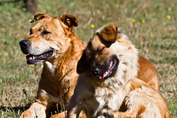 Коричневые Пушистые Собаки Выглядят Смешно Сидя Земле — стоковое фото