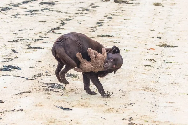 Labrador Chien Jouer Avec Ours Peluche Chocolat Chiot Courir — Photo