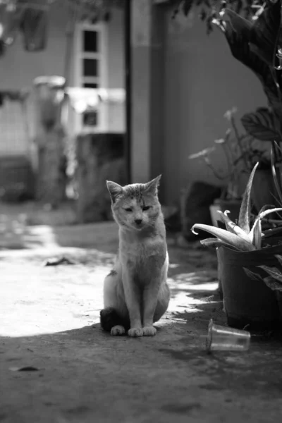 Monochrome Shot Cute Cat Sitting Outdoors Sunny Day — Stock Photo, Image