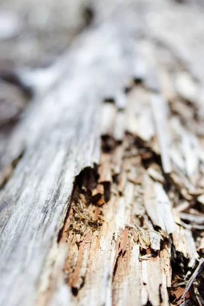 冬に公園で破損した木の丸太のクローズアップショット — ストック写真