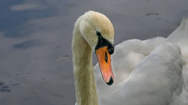 Primo Piano Del Volto Cigno Che Nuota Con Acqua Sullo — Foto Stock