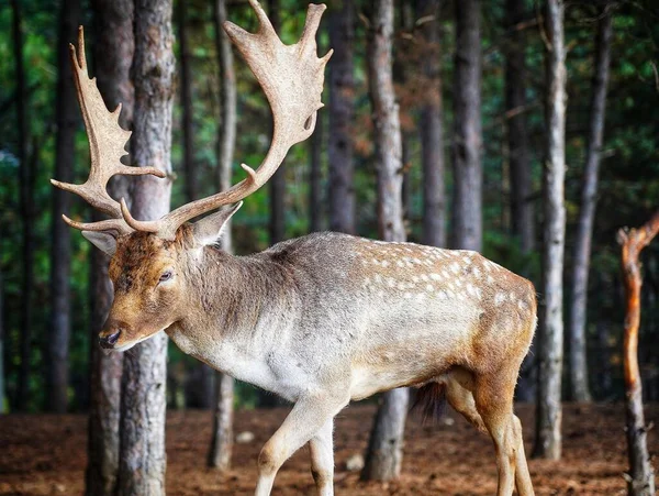 欧洲休闲鹿在森林中游荡的浅谈镜头 — 图库照片
