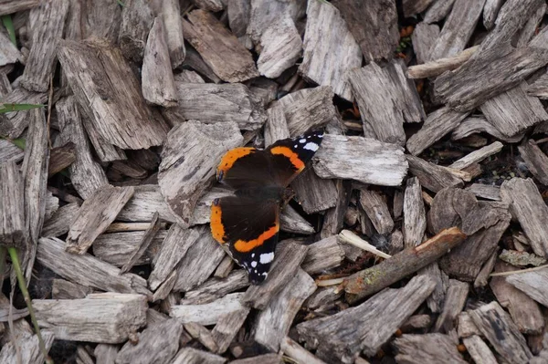 ヴァネッサAtalantaの閉鎖 カット木材のヒープ上の赤い提督蝶 — ストック写真