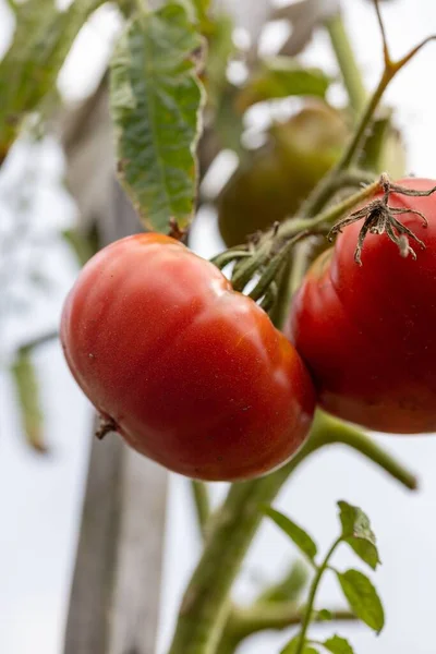 ブッシュの上の新鮮な自然 有機赤と緑のトマトは 庭で成長します — ストック写真