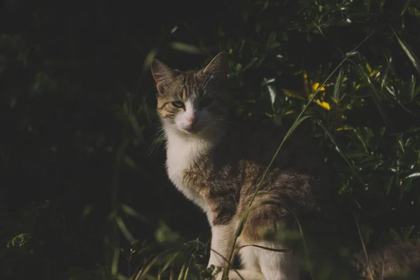 카메라와 정원에 스러운 고양이의 — 스톡 사진