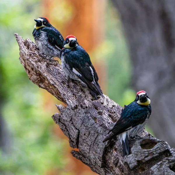 Foco Poco Profundo Adorables Pájaros Carpinteros Posados Una Rama Árbol — Foto de Stock