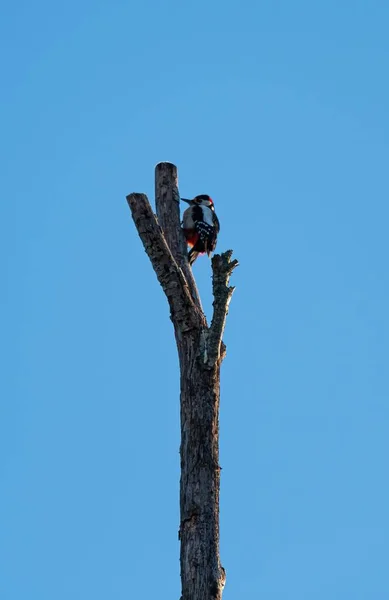 乾燥した木の上にあるキツツキ ピチディウス 森林医 虫を探す鳥だ 枯れた木の幹に鳥を座らせる — ストック写真