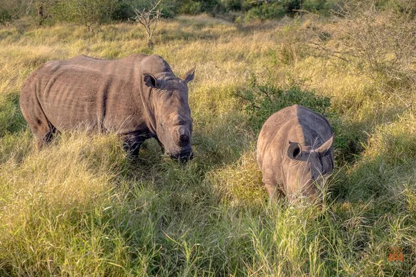 Uma Vista Panorâmica Rinoceronte Com Seu Bebê Pastando Grama Verde — Fotografia de Stock