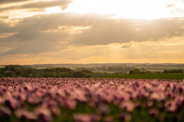 Квіткове Поле Сухий Луг Під Час Заходу Сонця — стокове фото