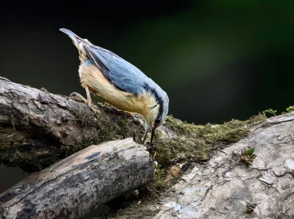 Närbild Bild Blå Nuthatch Fågel Mossig Träd Gren Isolerad Suddig — Stockfoto