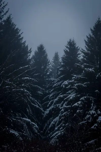 Een Verticaal Schot Van Besneeuwde Pijnbomen Het Bos Een Mistige — Stockfoto