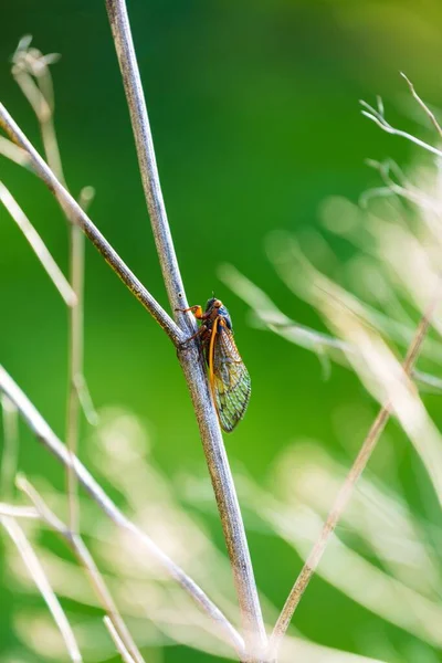 Años Periódica Brood Cigarra Una Planta —  Fotos de Stock