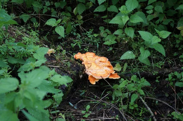 Closeup Laetiporus Sulphureus Crab Woods Sulphur Polypore — Stock Photo, Image