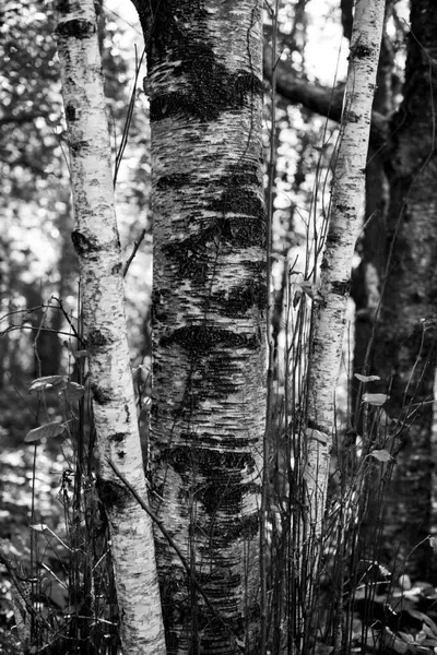 Échelle Gris Verticale Des Arbres Des Branches Dans Les Bois — Photo