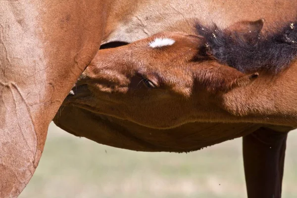 牧草地で日光を楽しむ茶色の馬 — ストック写真