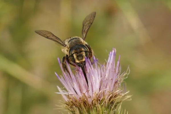 Detailed Closeup Female Horned Woodborer Solitary Lithurgus Cornutus Collecting Pollen — Stock Photo, Image