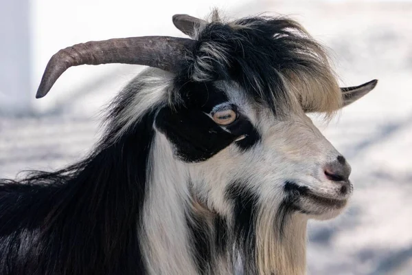 Een Close Shot Van Een Changthangi Geit Een Veld Gedurende — Stockfoto