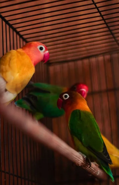 Vertikální Záběr Fischerových Milovaných Papoušků Sedících Dřevě Kleci — Stock fotografie