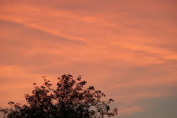 Ein Schöner Rosa Sonnenuntergang Über Einem Baum — Stockfoto
