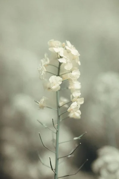 Tiro Vertical Uma Flor Branca — Fotografia de Stock