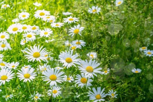 Eine Nahaufnahme Von Gänseblümchen Auf Dem Feld Mit Weißen Blütenblättern — Stockfoto