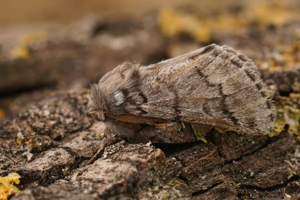 Detailní Záběr Pine Processionary Moth Thaumetopoea Pityocampa Sedí Dřevě — Stock fotografie