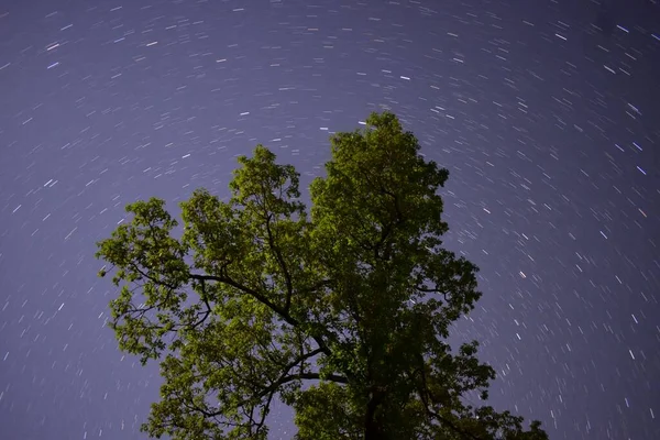 Eine Schöne Langzeitbelichtungsaufnahme Einer Eiche Vor Sternenhimmel — Stockfoto