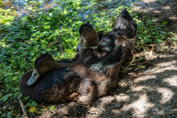 High Angle View Two Mallards Resting Green Plants Sunny Day — Stock Photo, Image