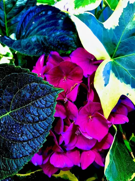 Вертикальный Снимок Цветов Hydrangea — стоковое фото