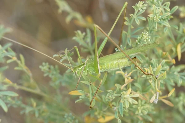 Close Een Groene Mediterrane Man Lily Bush Cricket Tylopsis Lililifolii — Stockfoto