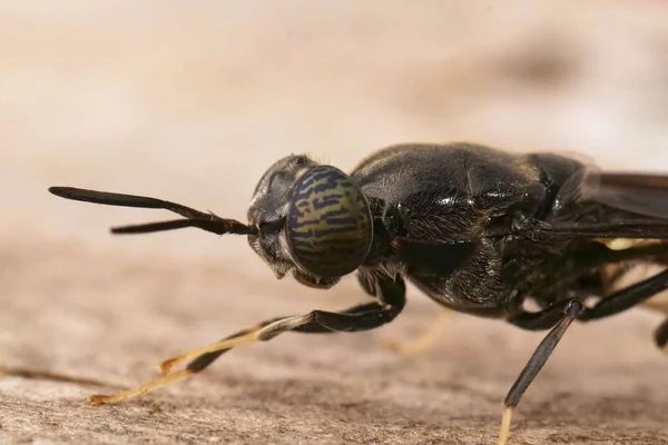 Primeros Planos Detallados Sobre Una Especie Cosmopolita Mosca Soldado Negro —  Fotos de Stock