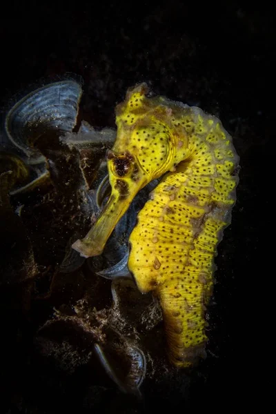 Seahorse Swimming Corals — Stock Photo, Image