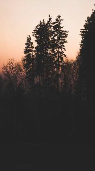 Vertikal Bild Ett Träd Silhuetter Vid Solnedgången — Stockfoto