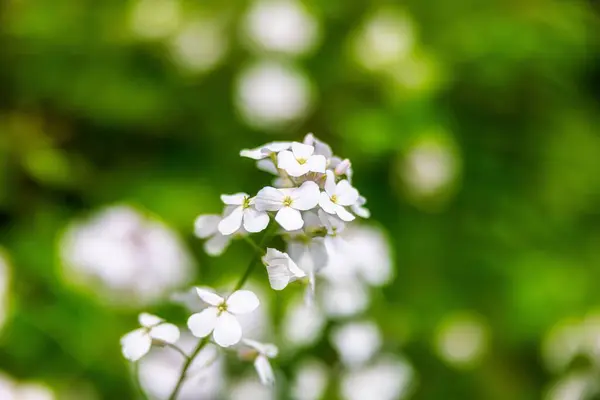 Makro Záběr Krásné Kvetoucí Bílé Květy Keře Rozmazaném Pozadí — Stock fotografie