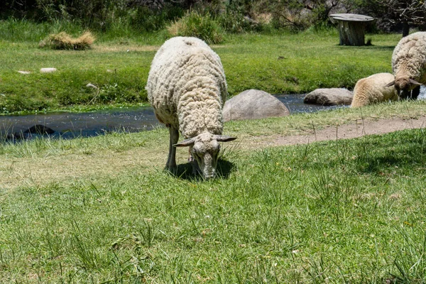 Utsikten Över Merinolandschaf Får Bete Det Gröna Gräset Solig Dag — Stockfoto