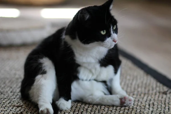 Eine Nahaufnahme Einer Schwarz Weißen Zweifarbigen Katze Die Zur Seite — Stockfoto