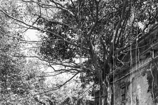 古い家を覆う木のつるの灰色のショット — ストック写真