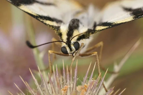 Frontal Closeup Ένα Μεσογειακό Scarce Καταπιείτε Πεταλούδα Iphiclides Podalirius Πίνοντας — Φωτογραφία Αρχείου