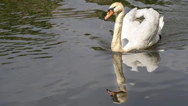 Beautiful Swan Reflected Water Peaceful Lake — Stock Photo, Image