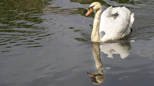 Vacker Svan Speglas Vattnet Lugn Sjö — Stockfoto