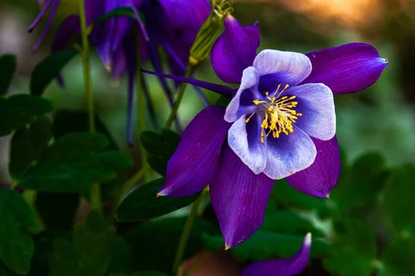 Güzel Bir Colorado Mavi Kolumba Çiçeğinin Yakın Çekimi — Stok fotoğraf