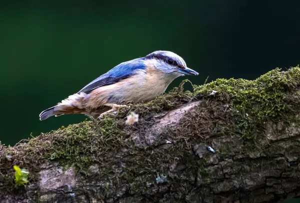 Ein Blauer Kleiber Auf Einem Baumstamm — Stockfoto