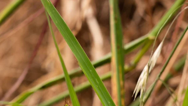 Eine Nahaufnahme Von Gras Boden Aufgenommen Einem Sonnigen Tag — Stockfoto