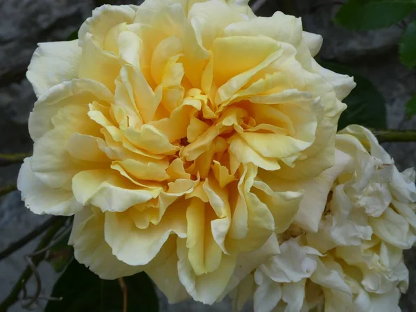 Крупный План Желтого Buff Beauty Розы Листья — стоковое фото